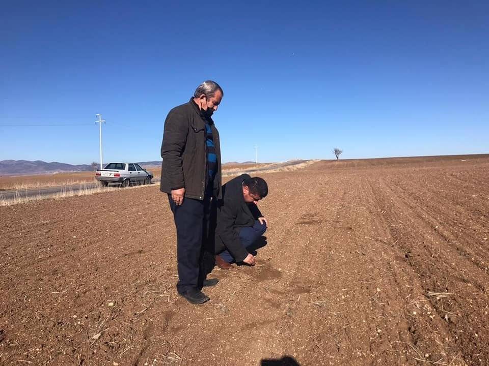 Konya’da geç ekime bağlı hububat ekili tarım alanlarında çimlenme başladı