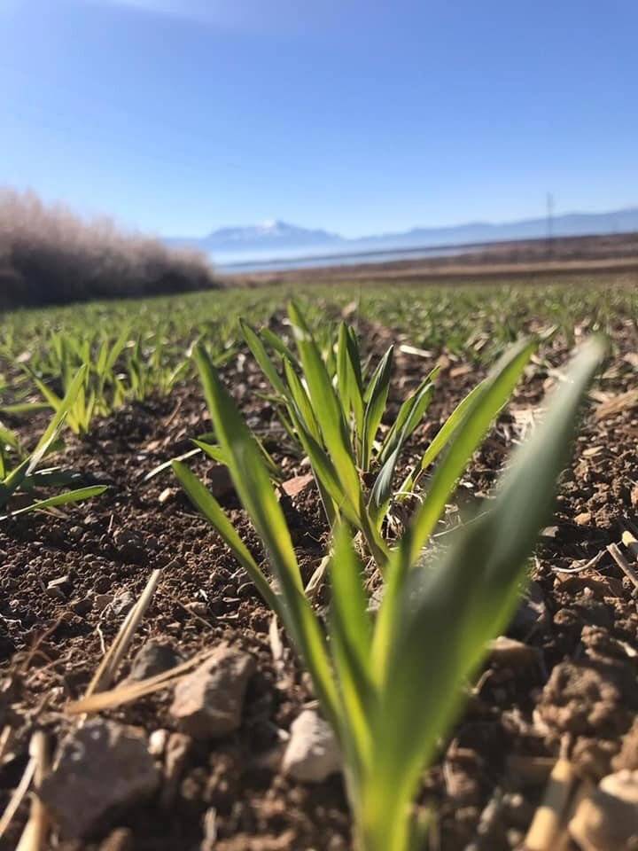 Konya’da geç ekime bağlı hububat ekili tarım alanlarında çimlenme başladı