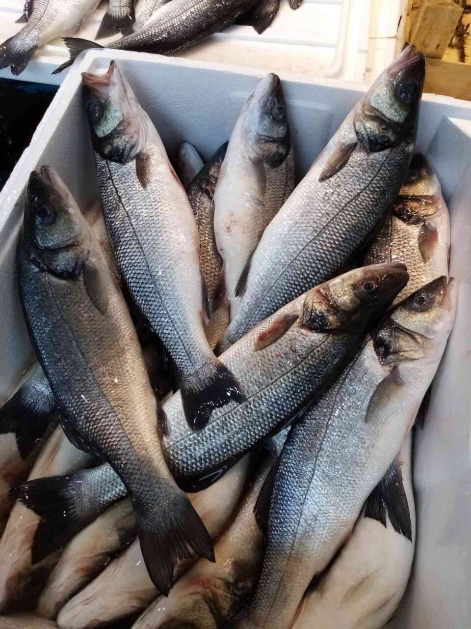 Lodos levrek getirdi