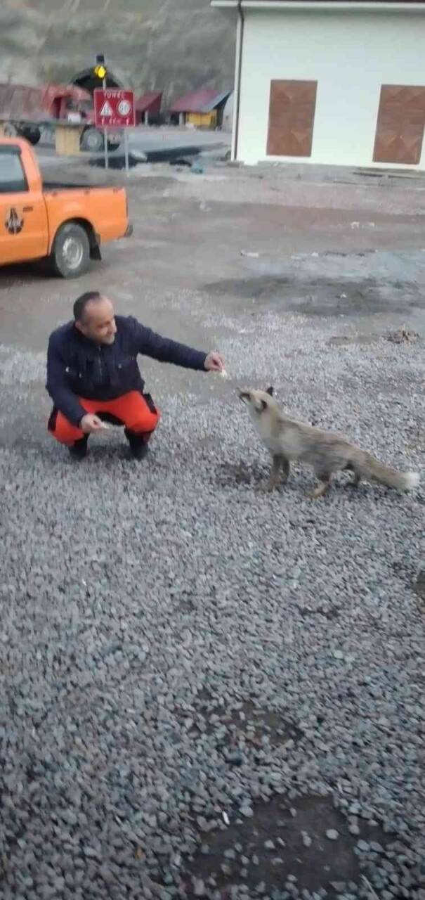 Aç yavru tilki Karayollarına sığındı