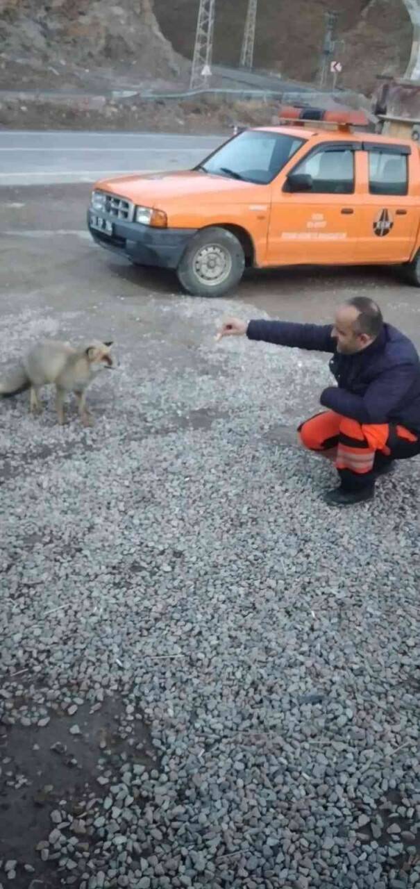 Aç yavru tilki Karayollarına sığındı