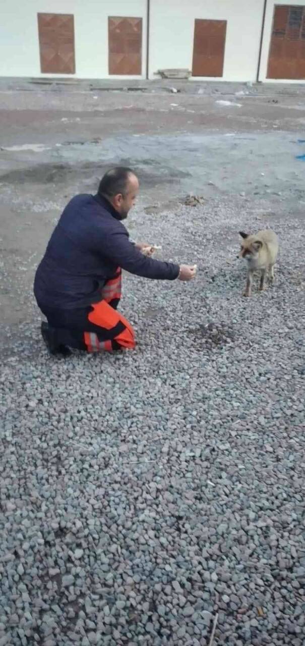Aç yavru tilki Karayollarına sığındı