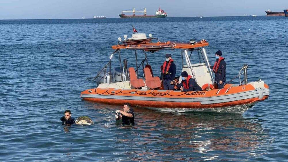 Devasa caretta caretta biranda yüzeye çıktı, öldüğü belirlendi