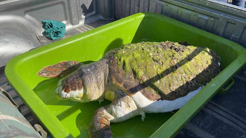 Devasa caretta caretta biranda yüzeye çıktı, öldüğü belirlendi