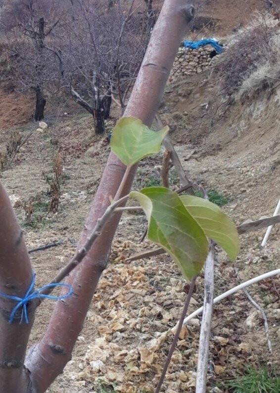Elma ağacı kış ayında yaprak açtı