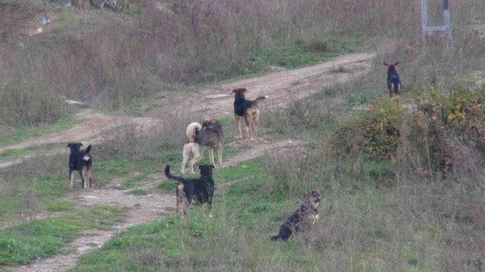 Köpek saldırısı anında işte bunlar yapılmalı