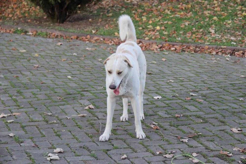 Köpek saldırısı anında işte bunlar yapılmalı