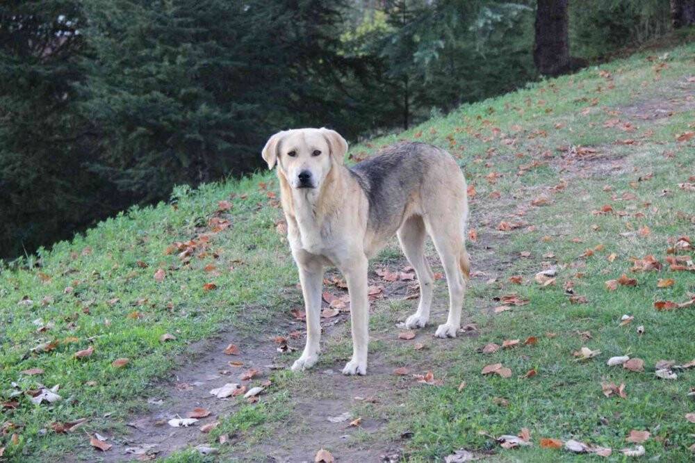 Köpek saldırısı anında işte bunlar yapılmalı