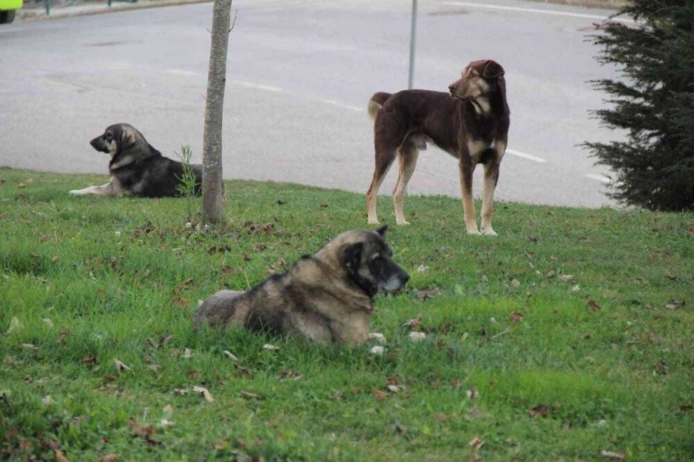 Köpek saldırısı anında işte bunlar yapılmalı