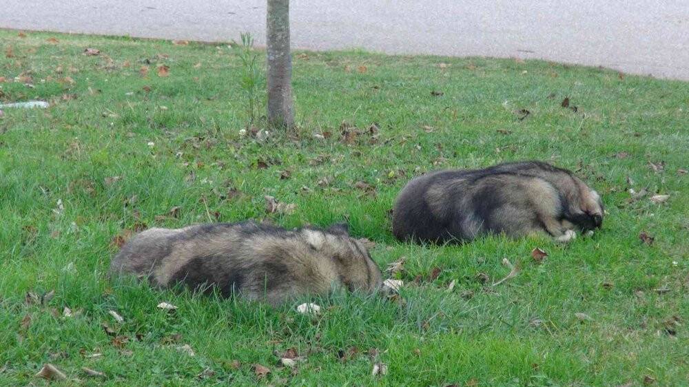 Köpek saldırısı anında işte bunlar yapılmalı