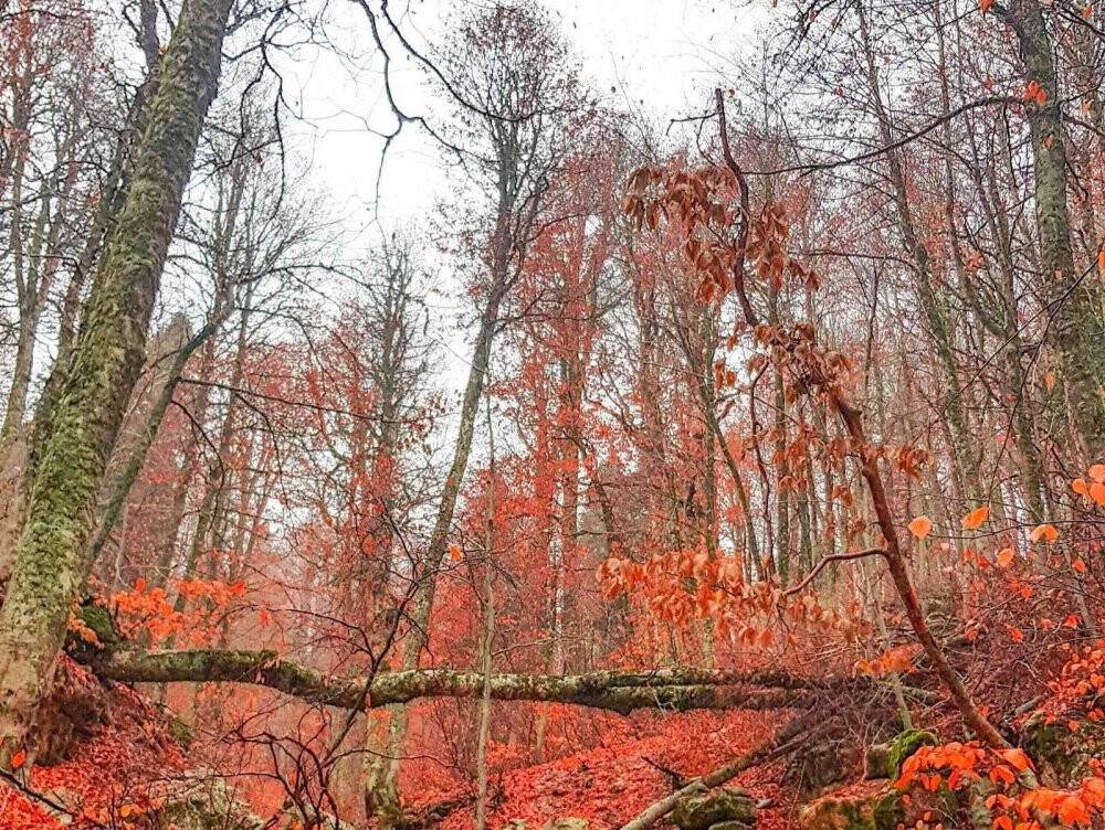 Ormanlarda yapraklar kızıla döndü, muhteşem manzaralar ortaya çıktı