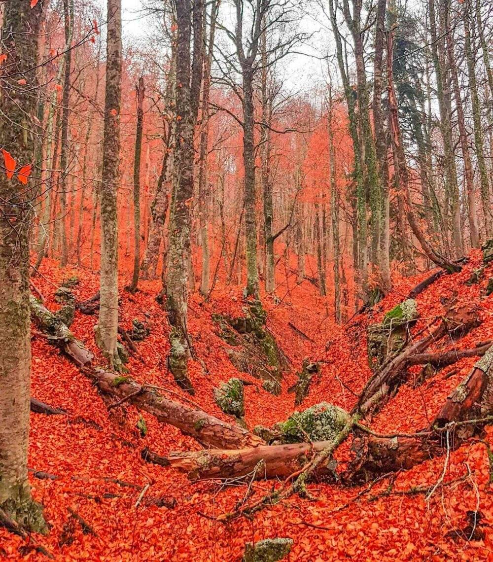 Ormanlarda yapraklar kızıla döndü, muhteşem manzaralar ortaya çıktı