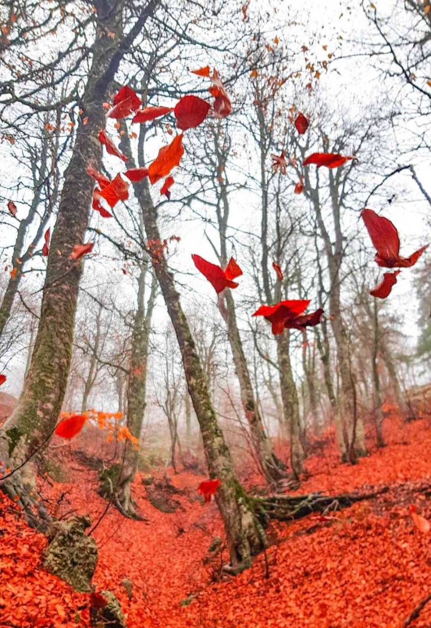Ormanlarda yapraklar kızıla döndü, muhteşem manzaralar ortaya çıktı
