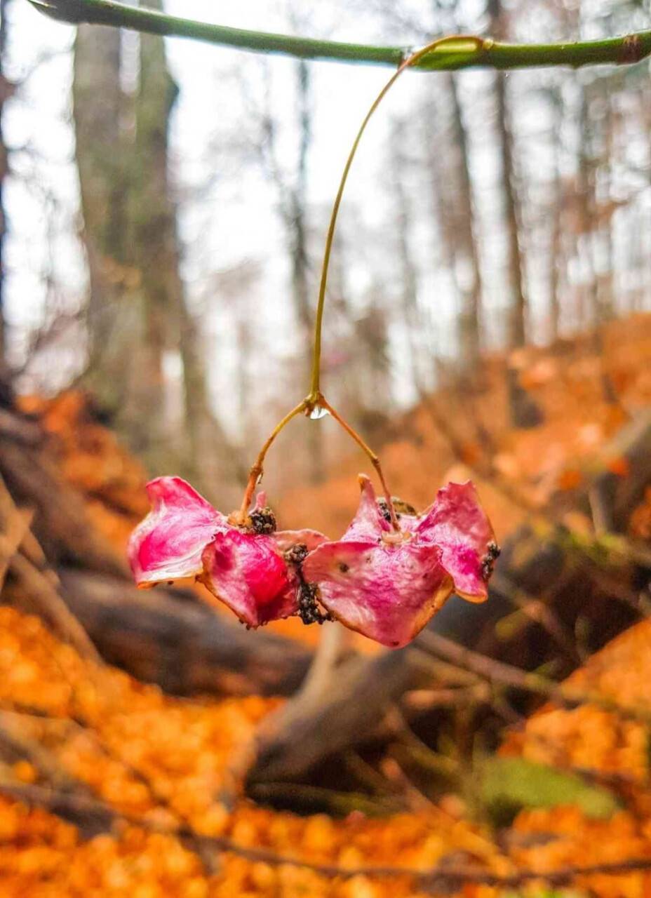 Ormanlarda yapraklar kızıla döndü, muhteşem manzaralar ortaya çıktı