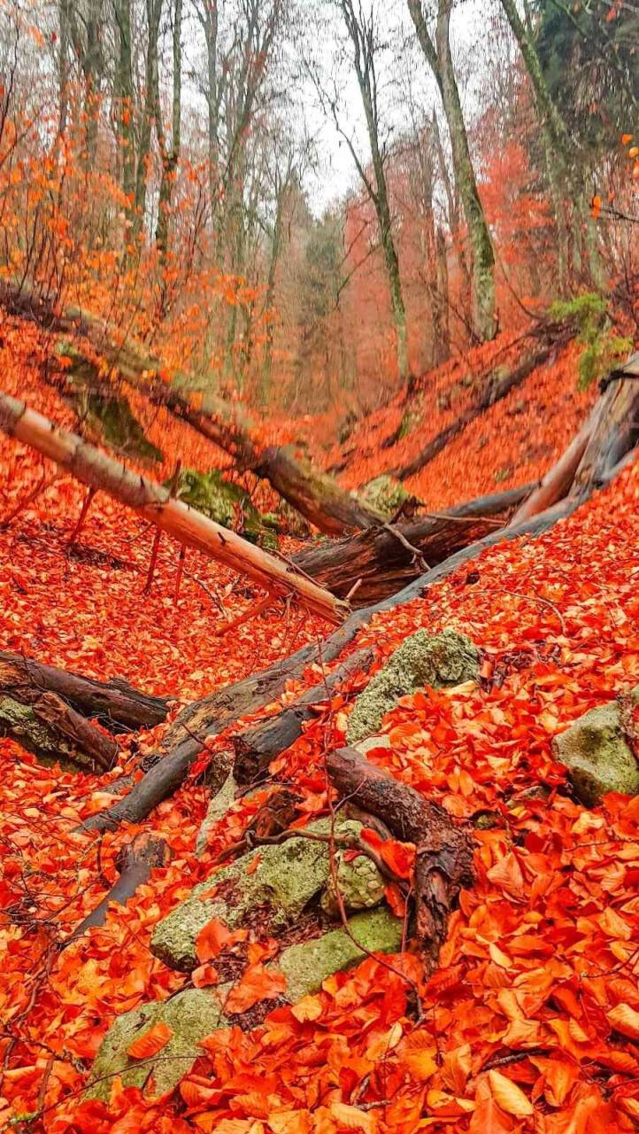 Ormanlarda yapraklar kızıla döndü, muhteşem manzaralar ortaya çıktı