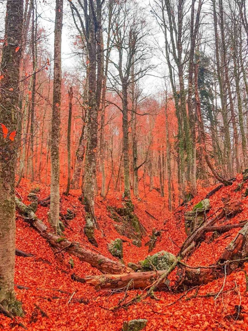 Ormanlarda yapraklar kızıla döndü, muhteşem manzaralar ortaya çıktı