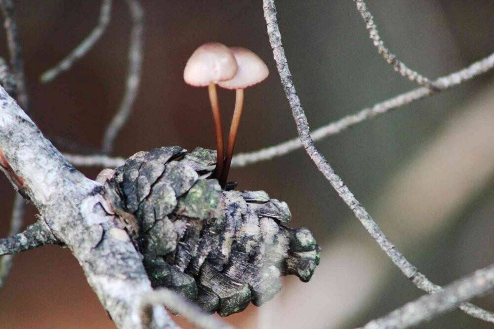 Kuru kozalak içinde yaşama tutundu