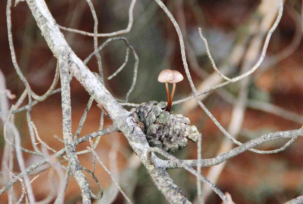 Kuru kozalak içinde yaşama tutundu