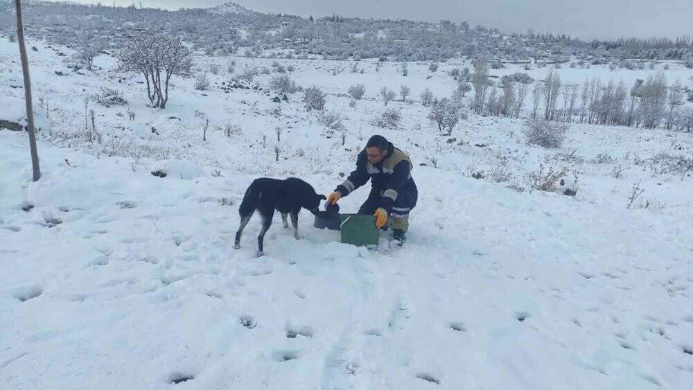 Sokak hayvanları için 40 besleme noktası