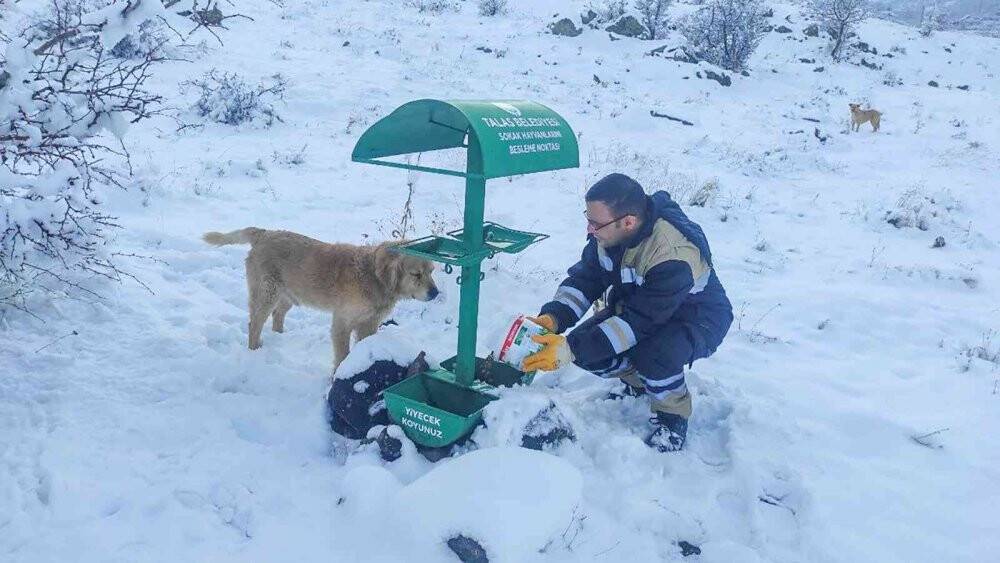 Sokak hayvanları için 40 besleme noktası