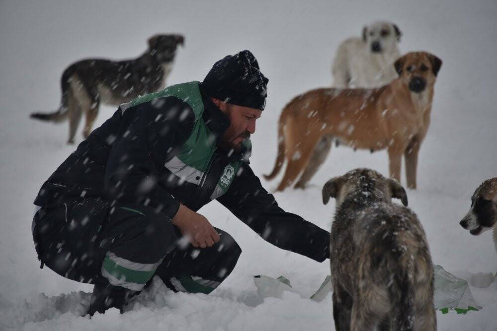 Karatay Belediyesi  sokak hayvanlarını unutmadı