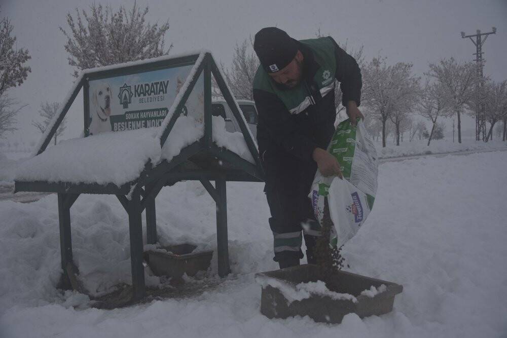 Karatay Belediyesi  sokak hayvanlarını unutmadı