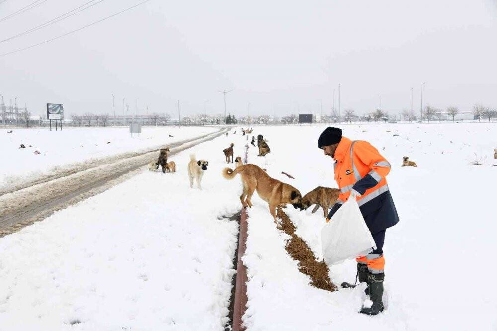 Konya Büyükşehir doğadaki sahipsiz hayvanlara yem bırakıyor