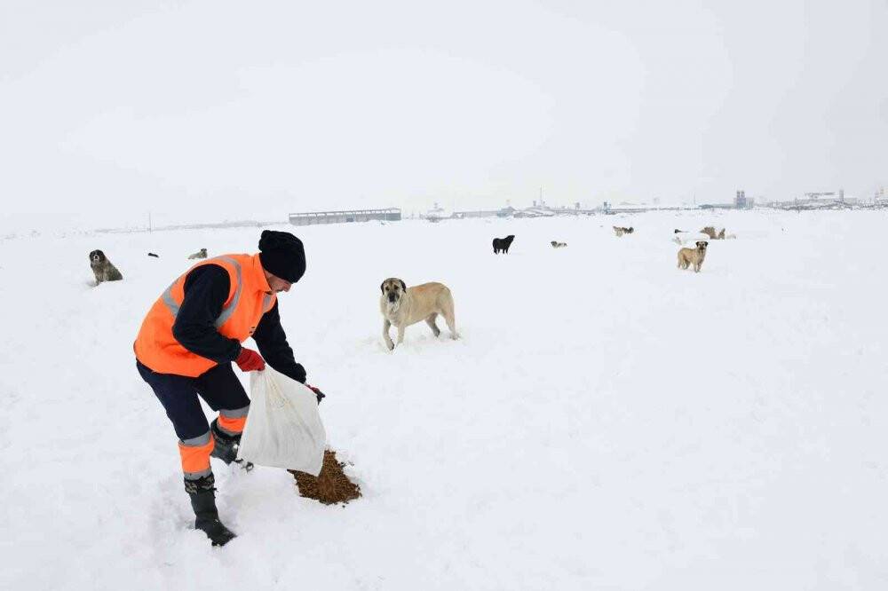 Konya Büyükşehir doğadaki sahipsiz hayvanlara yem bırakıyor