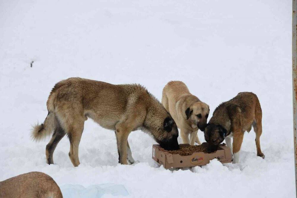 Konya Büyükşehir doğadaki sahipsiz hayvanlara yem bırakıyor