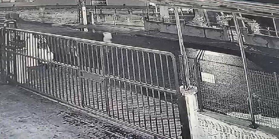 Bahçedeki kangal köpeği hırsızlığı güvenlik kamerasında