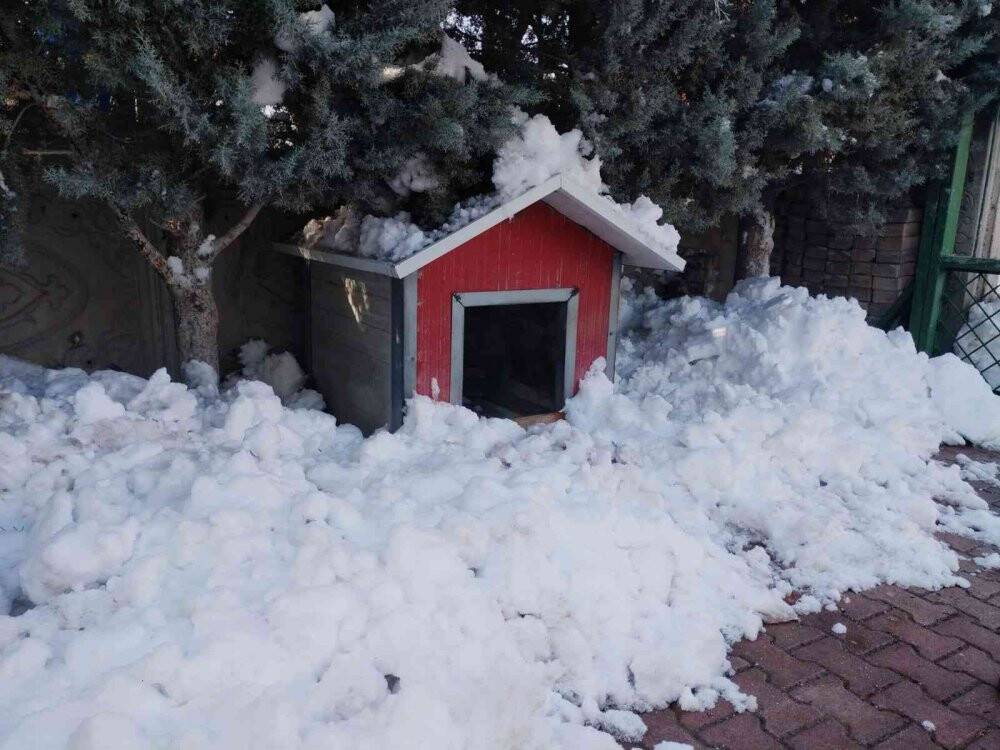 Bahçedeki kangal köpeği hırsızlığı güvenlik kamerasında