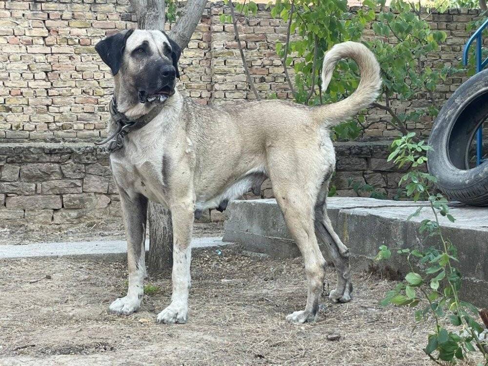 Bahçedeki kangal köpeği hırsızlığı güvenlik kamerasında