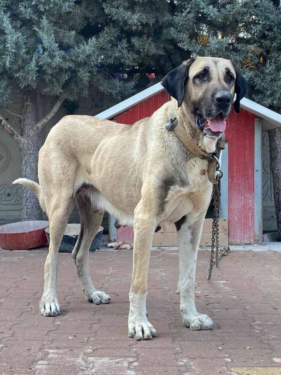 Bahçedeki kangal köpeği hırsızlığı güvenlik kamerasında