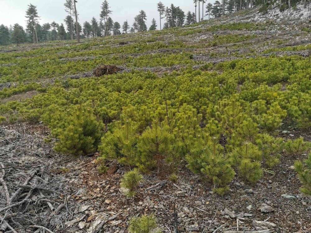 Beyşehir’de ormanlık alanda gençlik bakım faaliyetleri sona erdi