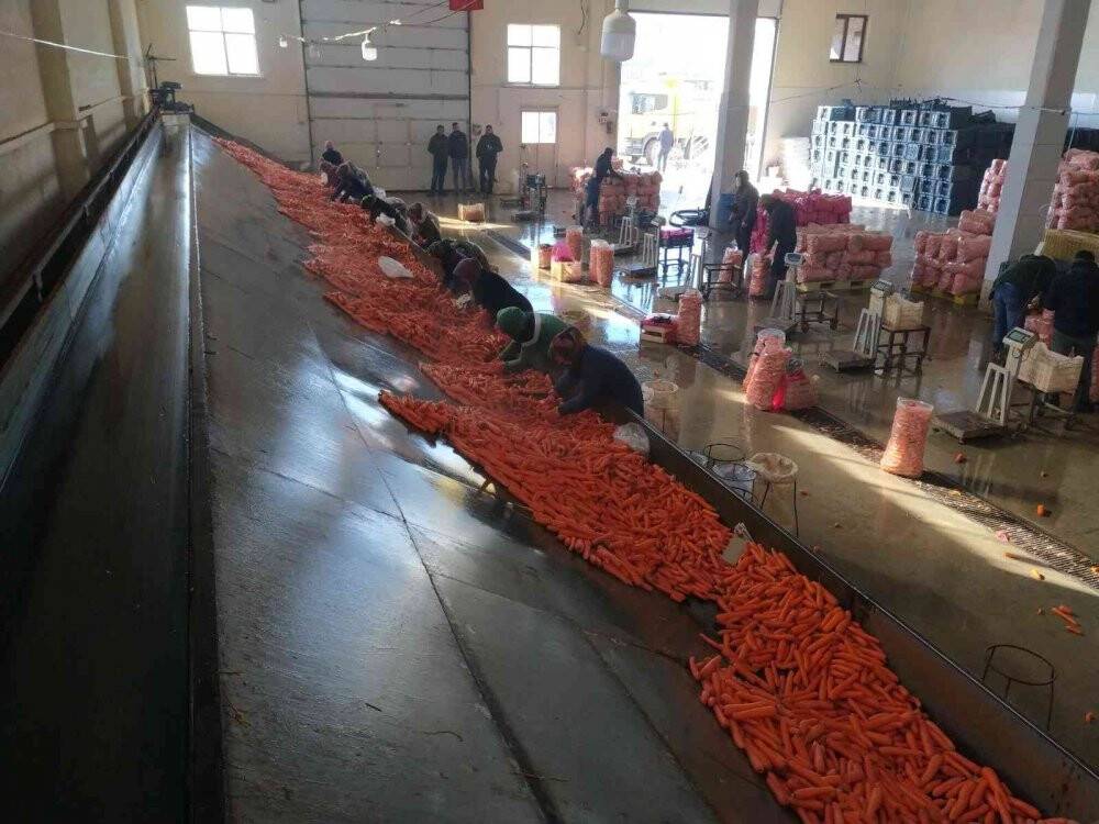 Depolardaki havuç, eksi 15 derecede sevkiyata hazırlanıyor