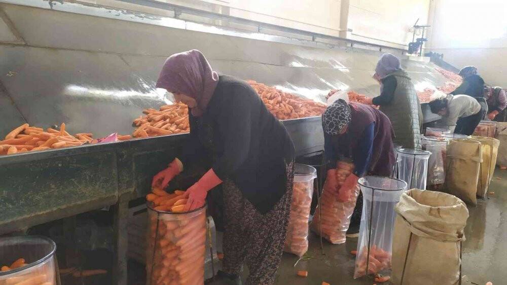 Depolardaki havuç, eksi 15 derecede sevkiyata hazırlanıyor