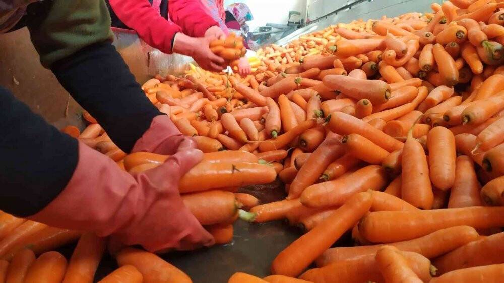 Depolardaki havuç, eksi 15 derecede sevkiyata hazırlanıyor