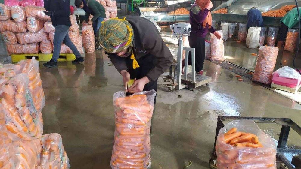 Depolardaki havuç, eksi 15 derecede sevkiyata hazırlanıyor