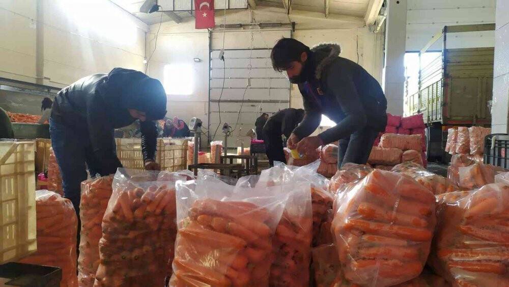 Depolardaki havuç, eksi 15 derecede sevkiyata hazırlanıyor