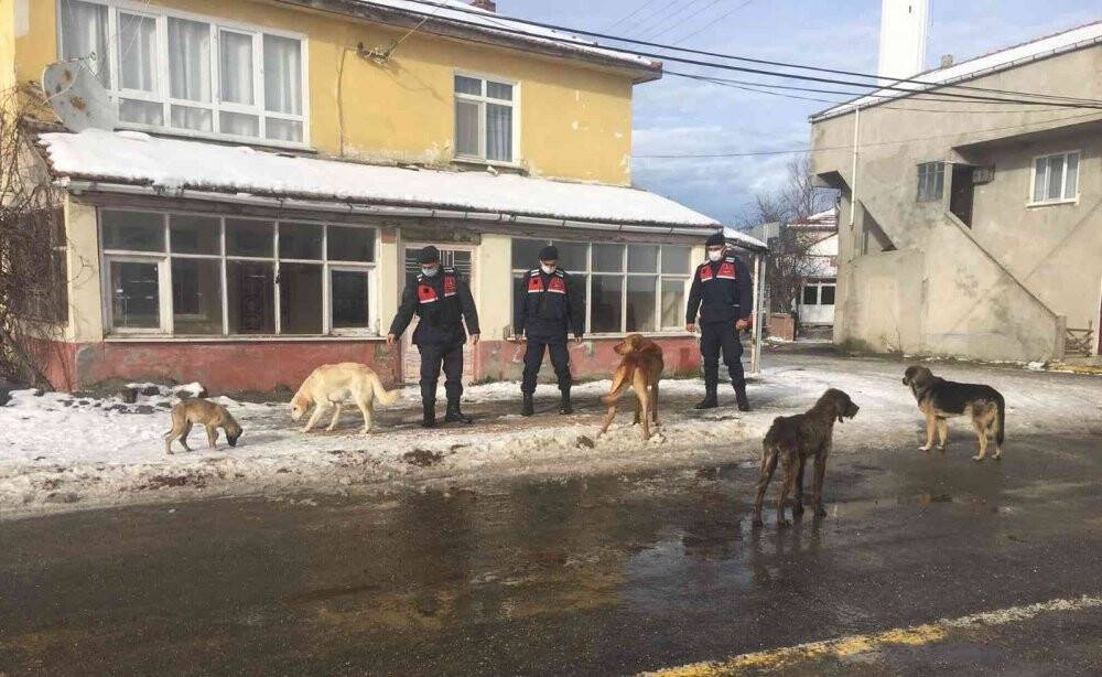 Jandarma sokak hayvanlarını unutmadı