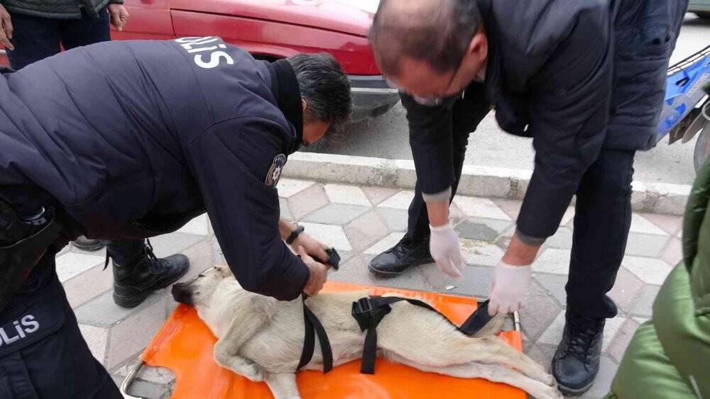 Motosikletin çarptığı köpek sedye ile taşındı