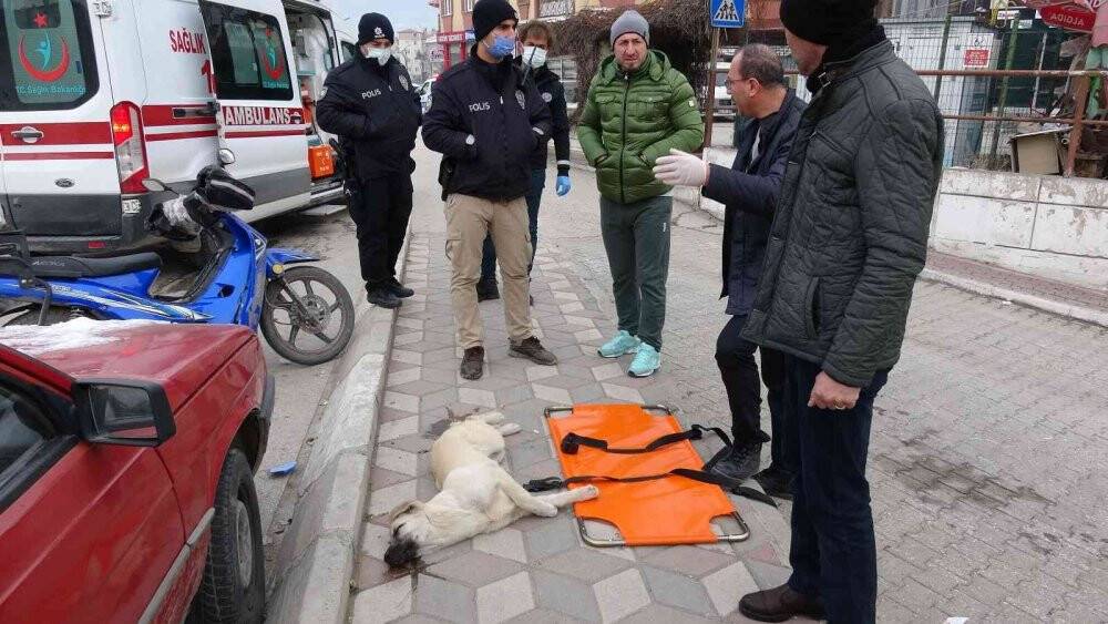 Motosikletin çarptığı köpek sedye ile taşındı