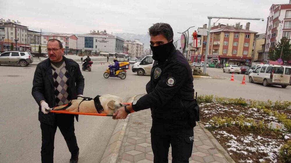 Motosikletin çarptığı köpek sedye ile taşındı