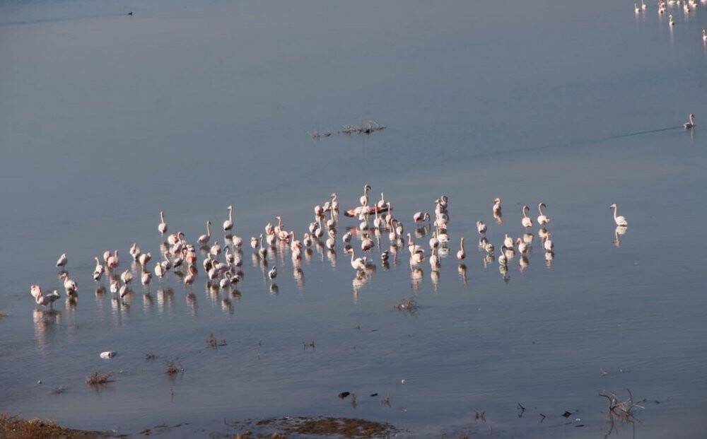 İvriz Baraj Gölü flamingoları ağırlıyor