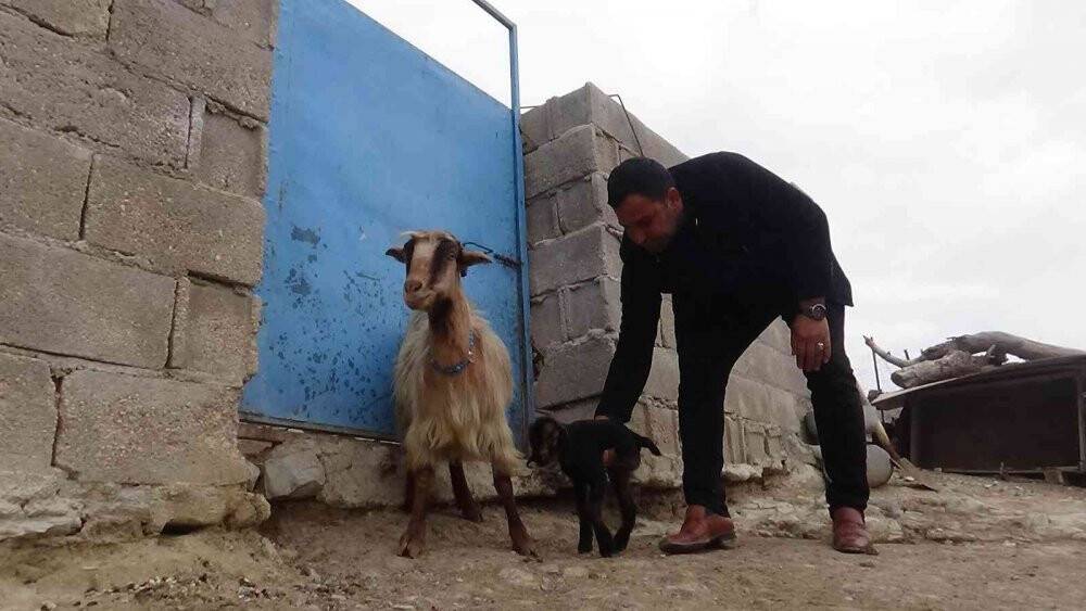 Kilis’te 3 ayaklı oğlak görenleri şaşkına çeviriyor