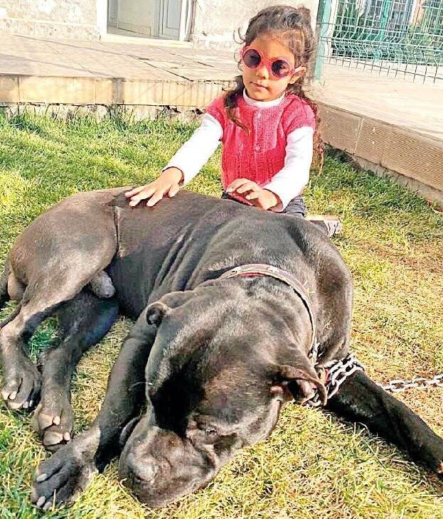 Minik Asiye'ye pitbull saldırısında tutuklama sayısı 5'e çıktı