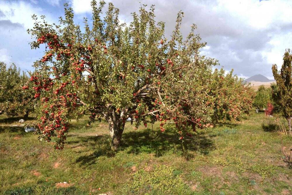 Hadim Yarıcak Barajı sulaması ile ülke ekonomisine yıllık 17,5 milyon TL katkı