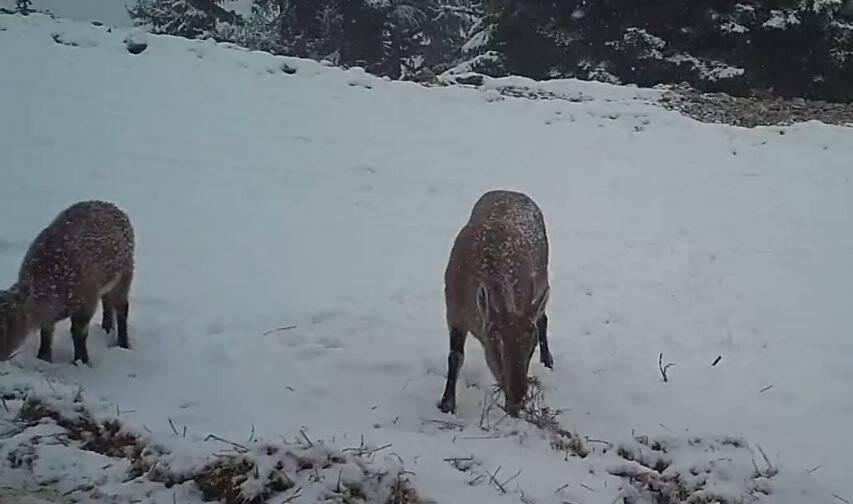 Yaban hayvanlarının yaşam alanlarına yem bırakıldı