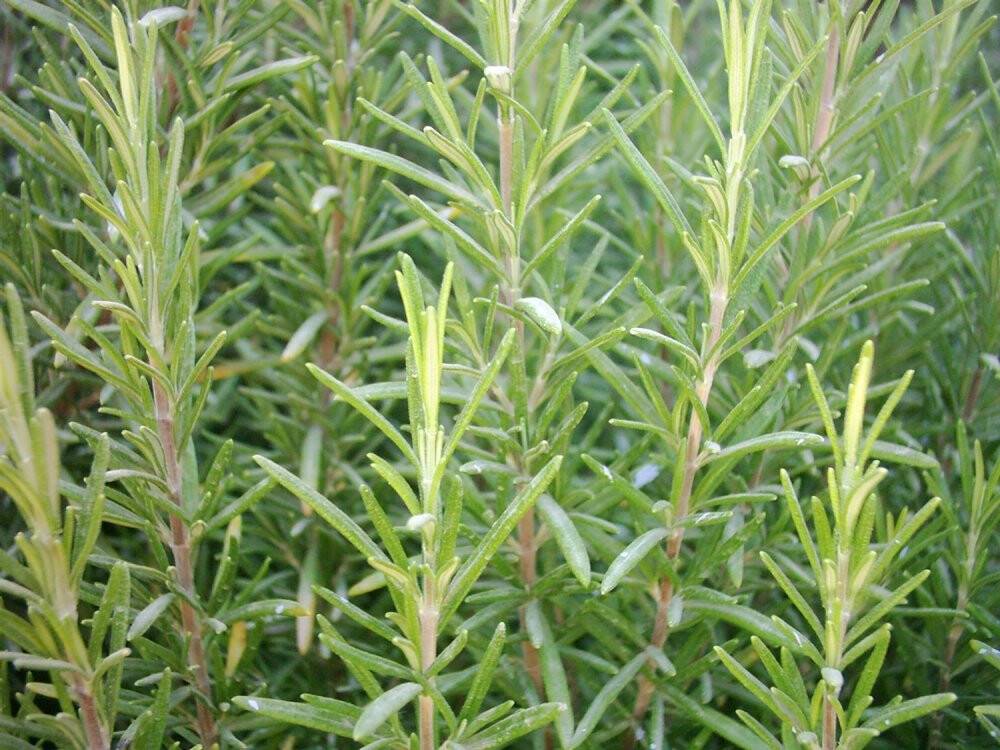 Türkiye’deki biberiye üretiminin yüzde 90’ı Mersin’de yapılıyor