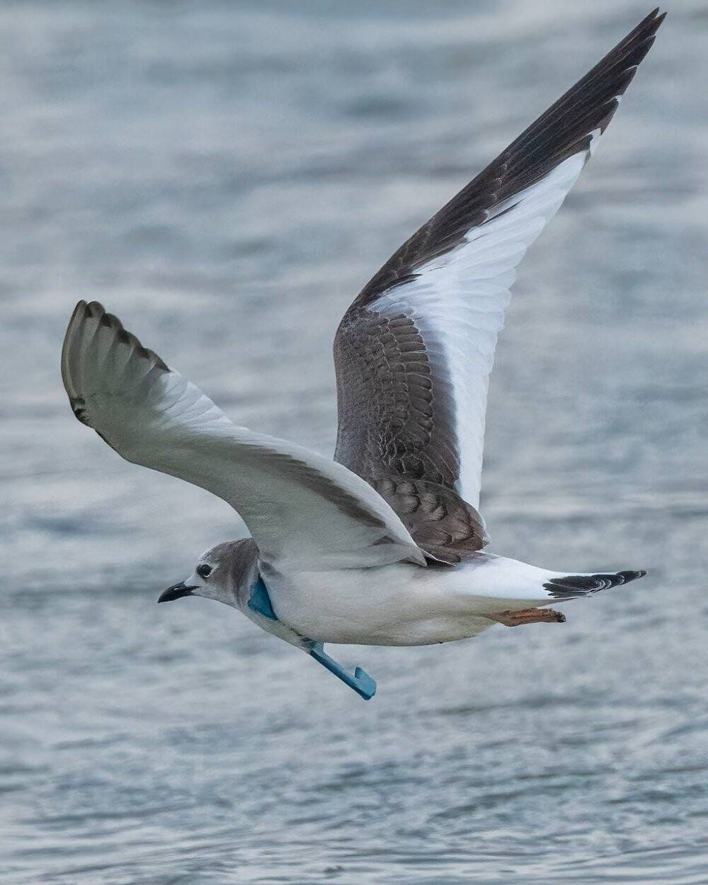 Herkes fotoğrafını çekmek için koştu